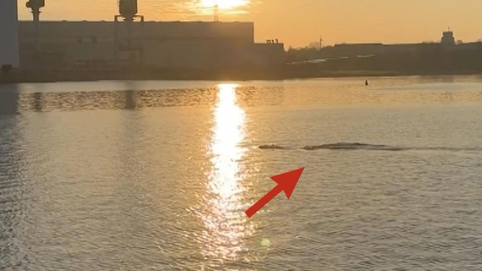 Riesiger Finnwal verfängt sich im Fischernetz