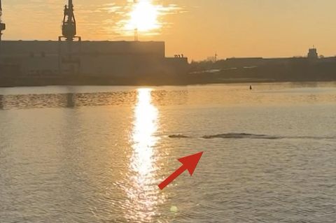 Riesiger Finnwal verfängt sich im Fischernetz