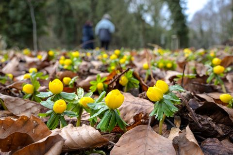 Gelb blühende Winterlinge bedecken den Boden. (Archivbild) Foto: Heiko Rebsch/dpa