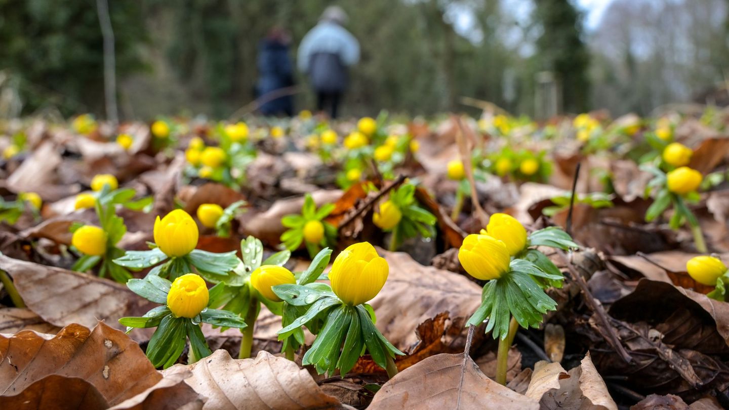 Gelb blühende Winterlinge bedecken den Boden. (Archivbild) Foto: Heiko Rebsch/dpa
