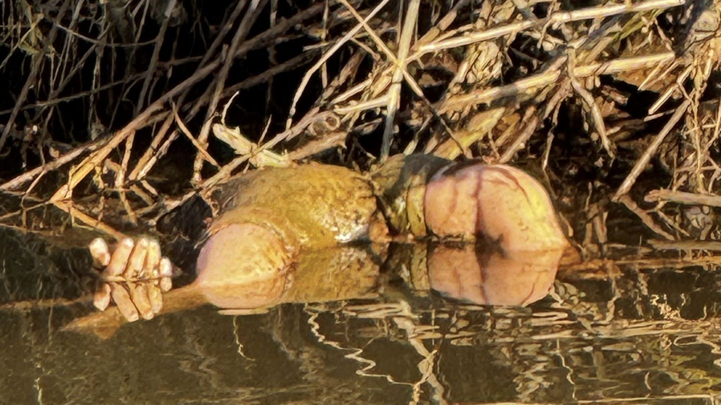Glücklicherweise stellte sich der Fund schnelle als Spielzeugpuppe und nicht als Kinderleiche heraus. Foto: -/Polizei Südhessen/