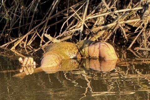 Glücklicherweise stellte sich der Fund schnelle als Spielzeugpuppe und nicht als Kinderleiche heraus. Foto: -/Polizei Südhessen/
