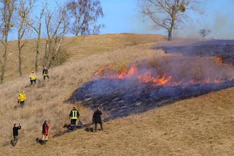 Das kontrollierte Feuer entfernt abgestorbenes Gras aus dem Vorjahr und schafft wieder Licht für Pflanzen. Foto: Patrick Pleul/d