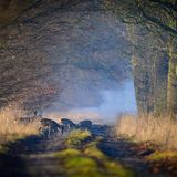 Sachsendorf, Deutschland. Rehe stehen im Morgendunst auf einer Allee im Oderbruch im östlichen Brandenburg. Die Kulturlandschaft an der Grenze zu Polen wurde von den Preußen im 18. Jahrhundert trockengelegt und urbar gemacht. Den Rehen ist das egal, solange sie friedlich umherstreifen können.