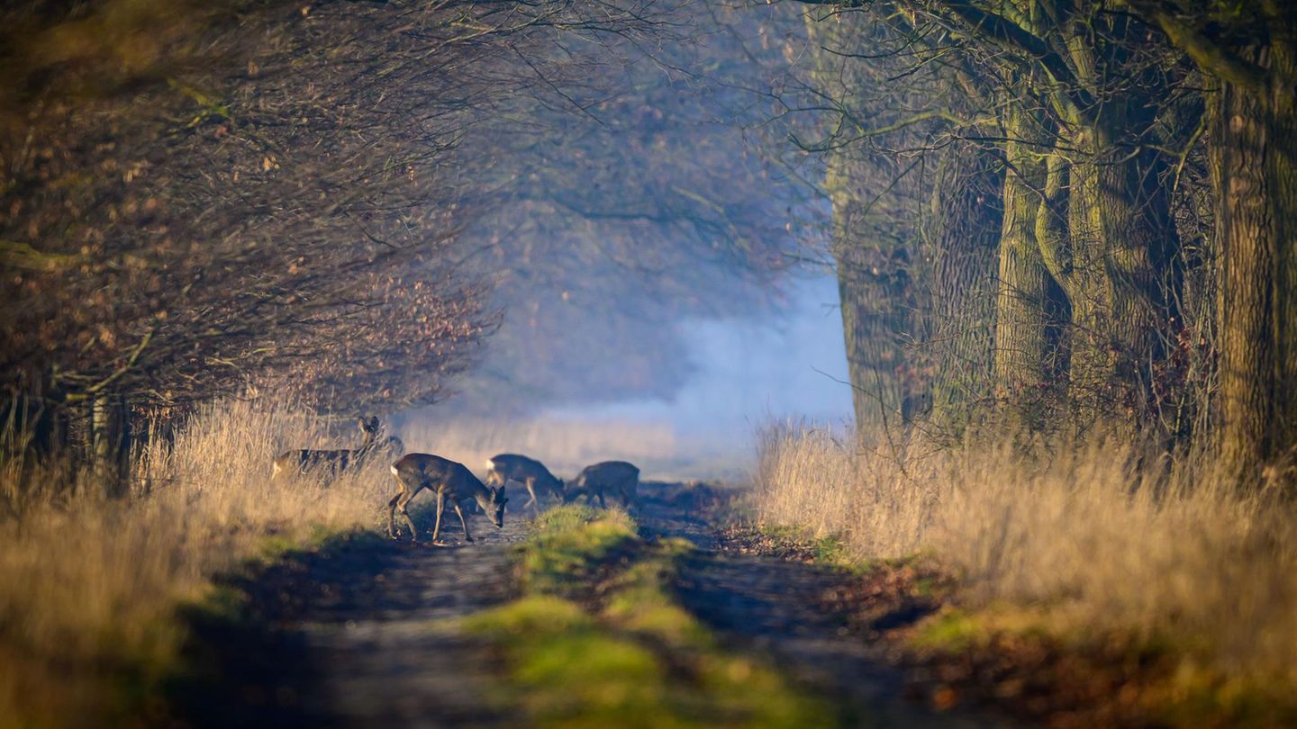 Sachsendorf, Deutschland. Rehe stehen im Morgendunst auf einer Allee im Oderbruch im östlichen Brandenburg. Die Kulturlandschaft an der Grenze zu Polen wurde von den Preußen im 18. Jahrhundert trockengelegt und urbar gemacht. Den Rehen ist das egal, solange sie friedlich umherstreifen können.
