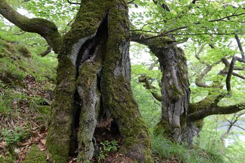 Mobilfunkmasten etwa im geschützten Nationalpark Kellerwald-Edersee errichten? Keine optische Bereicherung - in solchen Fällen s