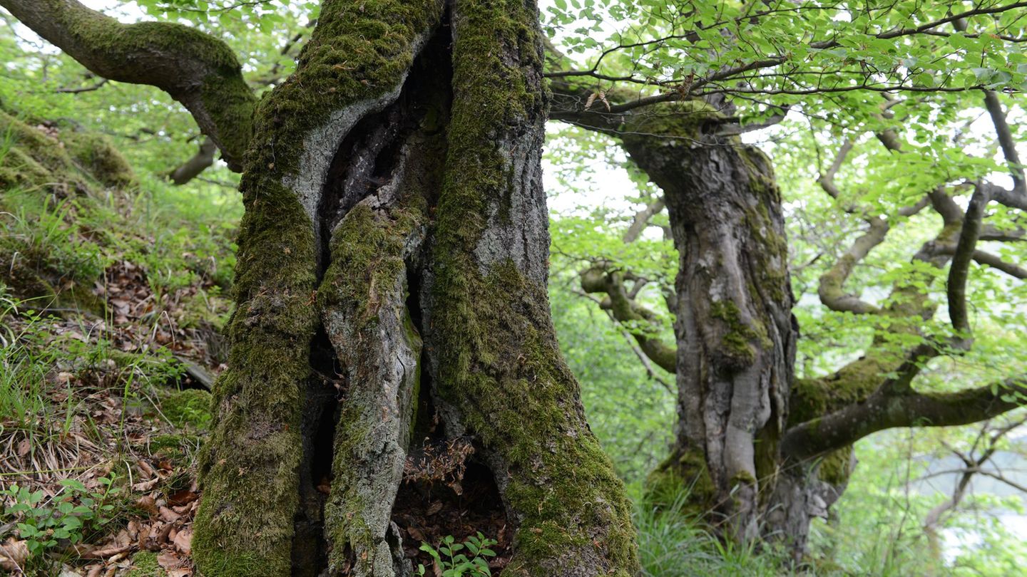 Mobilfunkmasten etwa im geschützten Nationalpark Kellerwald-Edersee errichten? Keine optische Bereicherung - in solchen Fällen s