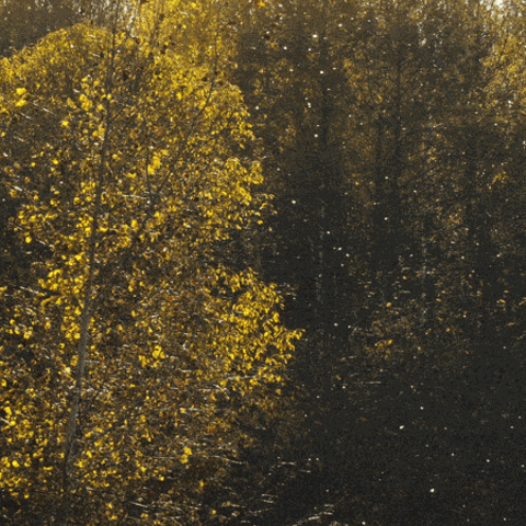 Ein Wald mit sichtbarem Pollenflug