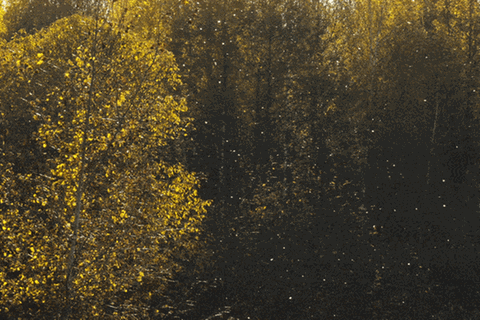 Ein Wald mit sichtbarem Pollenflug