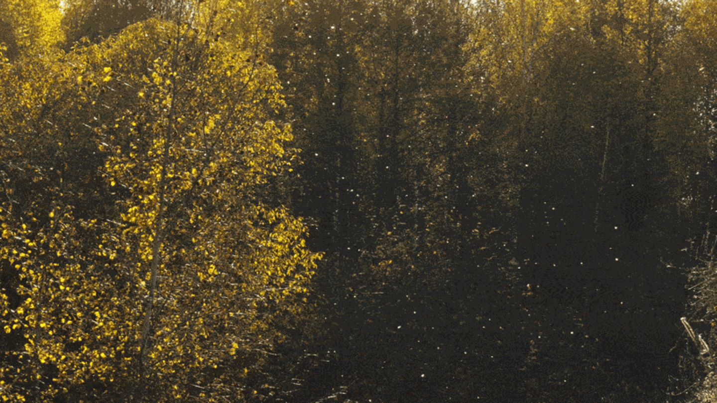 Ein Wald mit sichtbarem Pollenflug