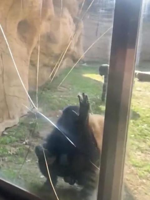 Wütender Bonobo schlägt Risse in Sicherheitsglas