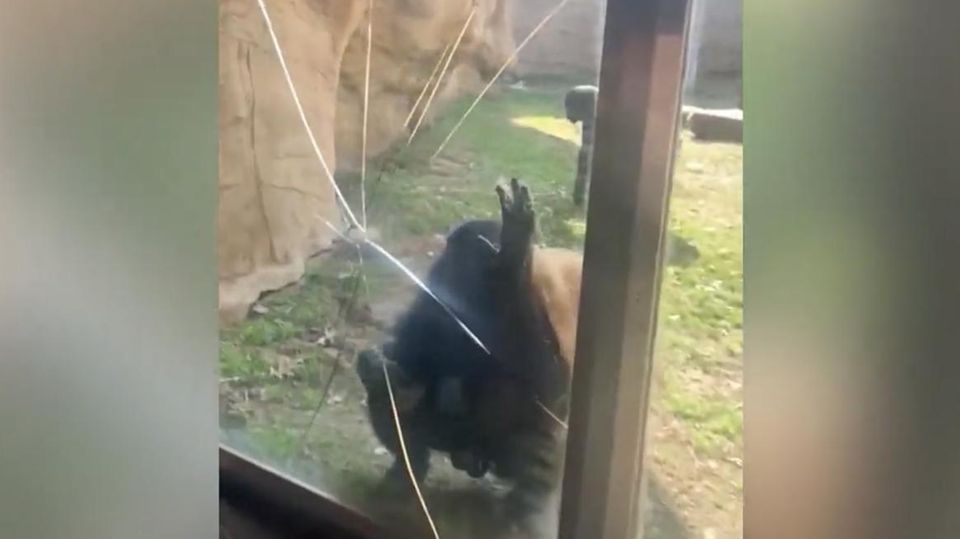 Wütender Bonobo schlägt Risse in Sicherheitsglas