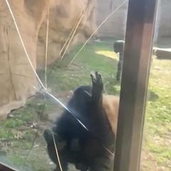 Wütender Bonobo schlägt Risse in Sicherheitsglas