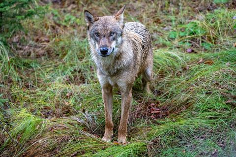 Wolf in Bayern