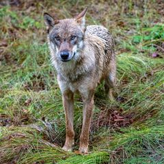 Wolf in Bayern