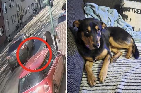 Auto erfasst Hund in Essen tödlich und flieht