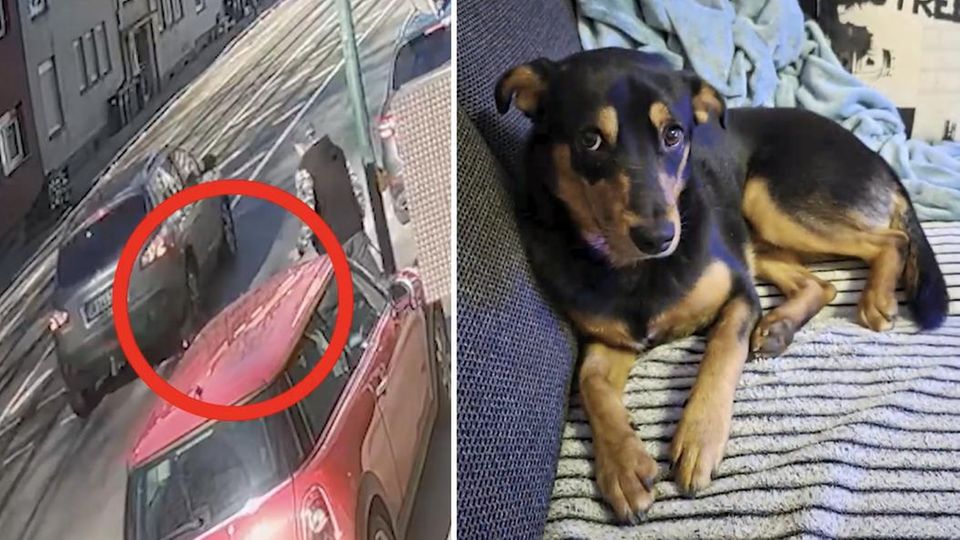 Auto erfasst Hund in Essen tödlich und flieht