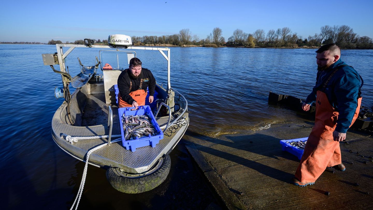 Die beiden Brüder und Fischer Per-Willem (l) und Jonas Grube entladen Kisten mit frischem Stint vom Boot. Foto: Philipp Schulze/