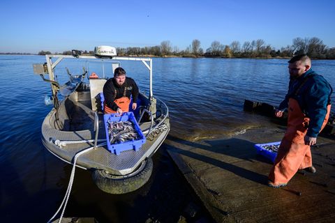 Die beiden Brüder und Fischer Per-Willem (l) und Jonas Grube entladen Kisten mit frischem Stint vom Boot. Foto: Philipp Schulze/