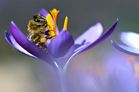 Das warme Wetter lockt auch Bienen hervor. (Archivbild) Foto: Sven Hoppe/dpa