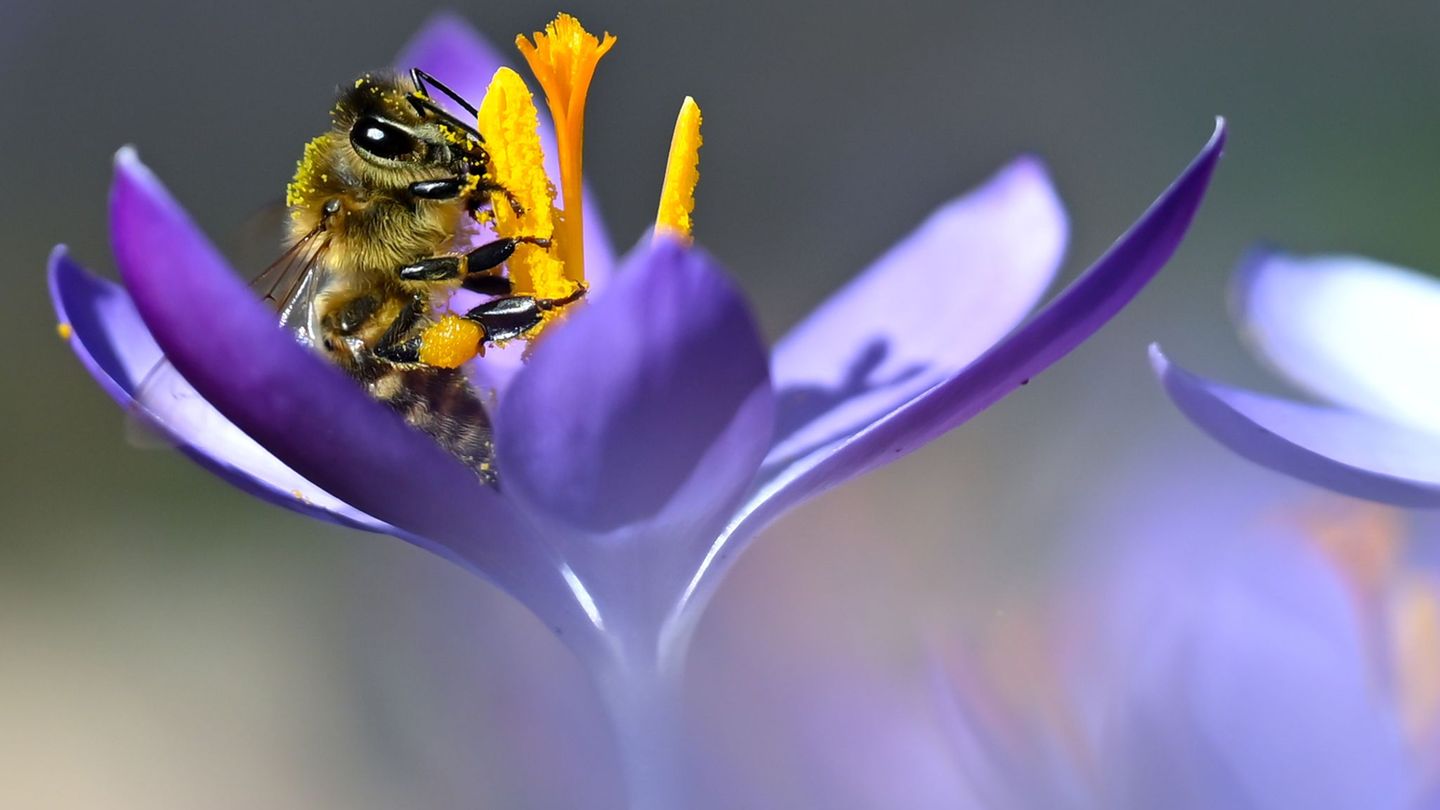 Das warme Wetter lockt auch Bienen hervor. (Archivbild) Foto: Sven Hoppe/dpa