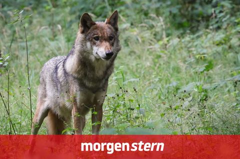 Ein Wolf steht im Wald und beobachtet