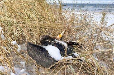 In Mecklenburg-Vorpommern werden aktuell zahlreiche Vogelkadaver eingesammelt. (Archivbild) Foto: Bodo Marks/dpa