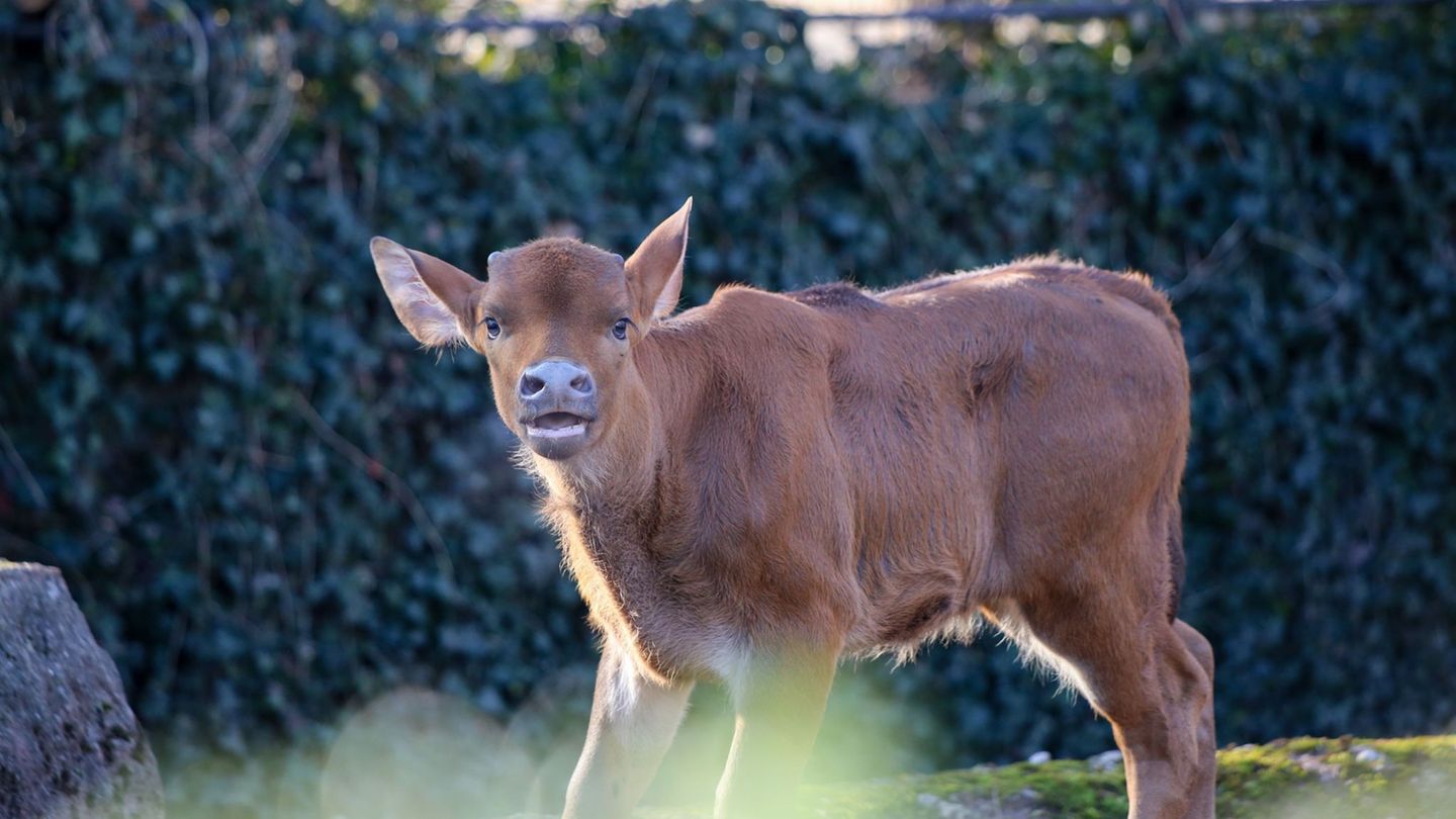 Am 26. Januar erblickte das Jungtier das Licht der Welt. Foto: -/Zoo Berlin/dpa