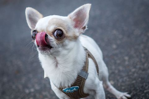 Auch wenn so kleine Hunde laut dem Urteil in der Regel keine schwereren Verletzungen verursachen können, muss der Halter für den