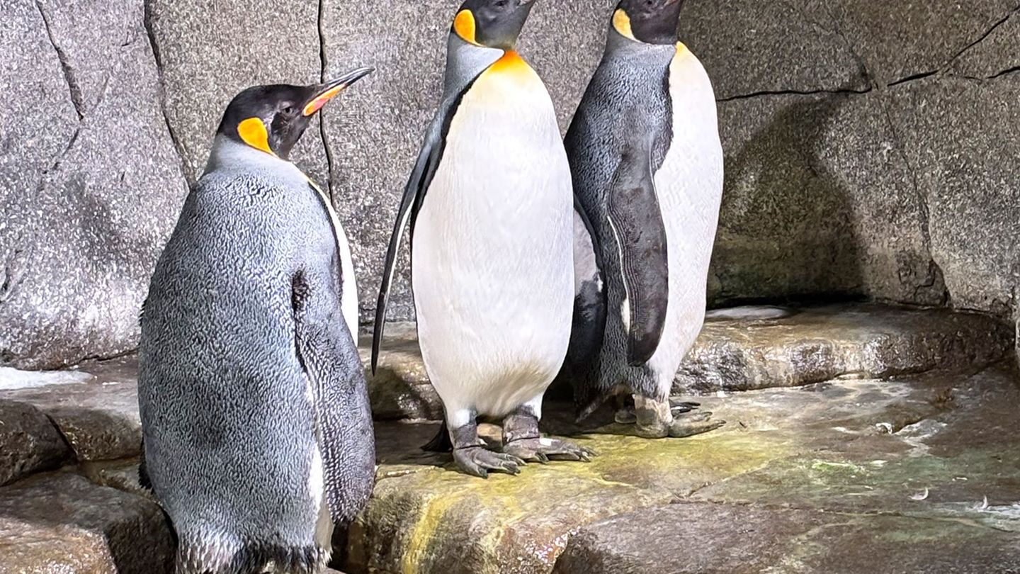 Die Königspinguin-Männchen haben neue Spielkameraden bekommen. Im Eismeer des Tierparks Hagenbeck sind drei Weibchen eingezogen.