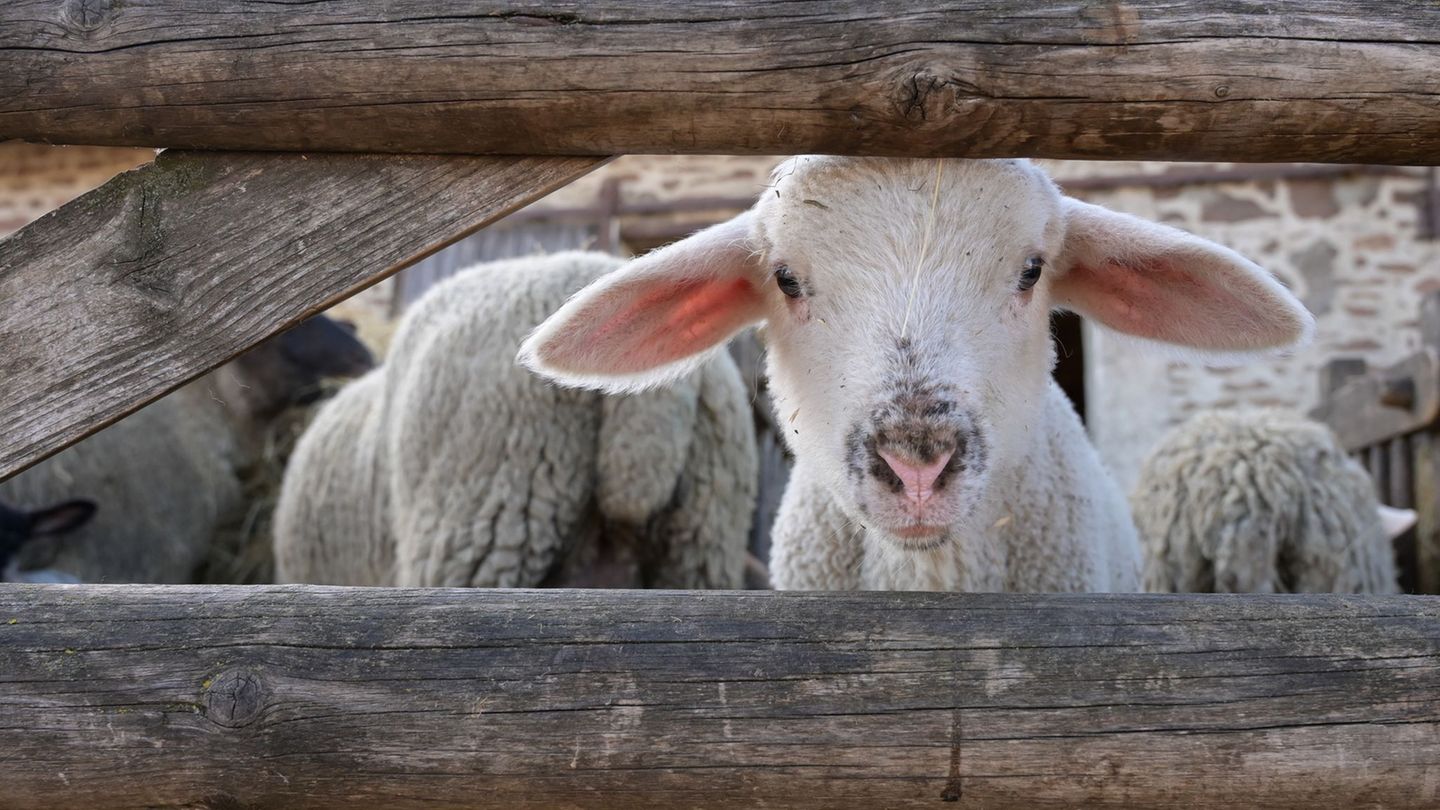 Lämmer werden zu einem immer kostbareren Gut. Foto: Heiko Rebsch/dpa
