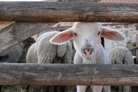 Lämmer werden zu einem immer kostbareren Gut. Foto: Heiko Rebsch/dpa