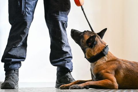 Der Datenträgerspürhund Elli wird bei einem Pressetermin in der JVA Tegel als Teil der ersten justizeigenen Hundestaffel des Lan