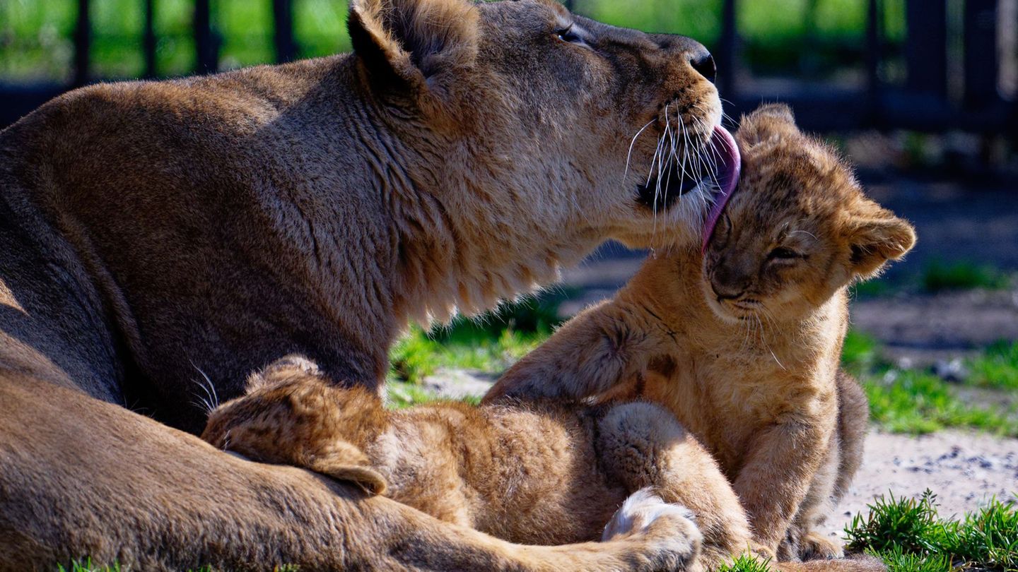 Nachwuchs im Zoo: Löwenbabys betreten das erste Mal ihr Außengehege