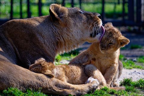 Die asiatischen Junglöwen genießen die Sonne und lassen sich von Löwenmama "Gina" verwöhnen. Foto: Henning Kaiser/dpa