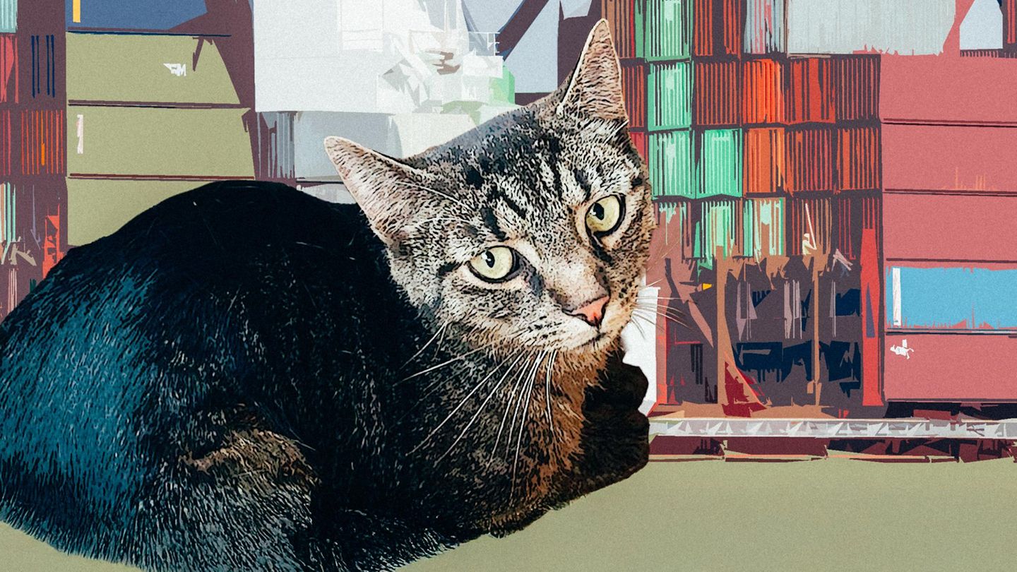 Serie: Fell, Chaos, Liebe: Wie Kater Klaus den größten Hafen Europas unsicher machte