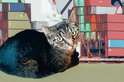 Serie: Fell, Chaos, Liebe: Wie Kater Klaus im größten Hafen Europas landete