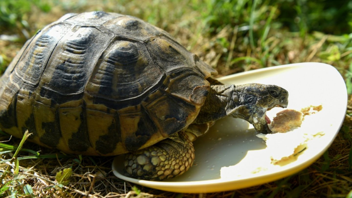 Landschildkröte in einem Garten