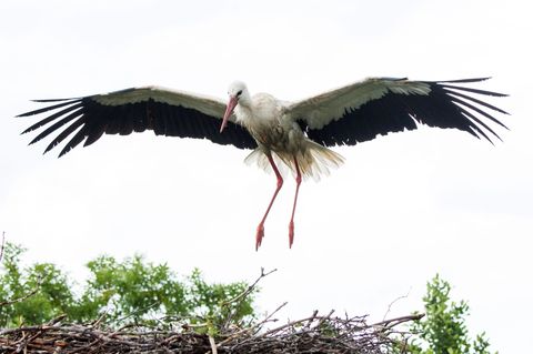 Nach Fiete ist nun auch Jette (nicht im Bild) wieder da. Das Paar kann über eine Webcam Tag und Nacht beobachtet werden. (Archiv