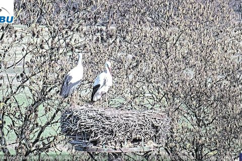 Zu zweit daheim: Jette und Fiete können nun wieder in ihrem Nest beobachtet werden. Foto: Webcam/Nabu Hamburg/dpa