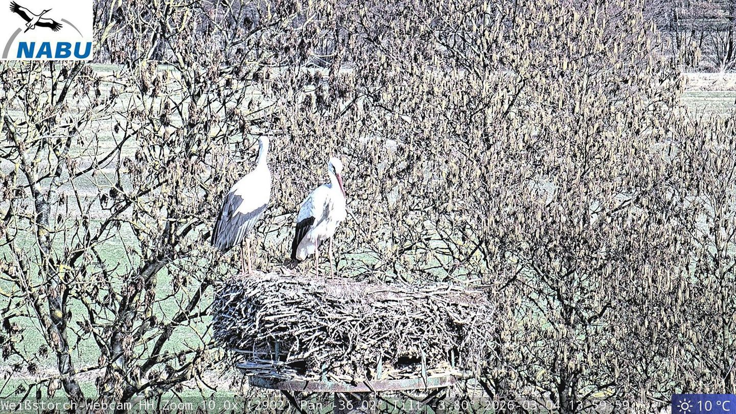 Zu zweit daheim: Jette und Fiete können nun wieder in ihrem Nest beobachtet werden. Foto: Webcam/Nabu Hamburg/dpa