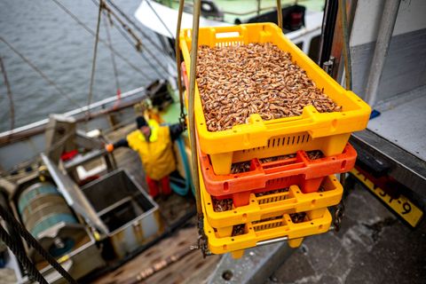 Hinter den Krabbenfischern liegen miese Wirtschaftsjahre. (Archivbild) Foto: Sina Schuldt/dpa