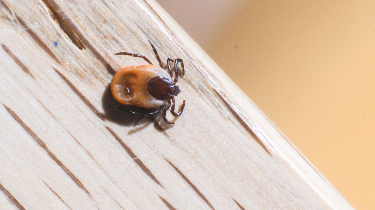Winterharte Krabbeltiere: Zecken haben wieder Saison