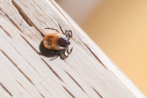 Zecken können auch knackigen Frost aushalten. (Archivbild) Foto: Julian Stratenschulte/dpa
