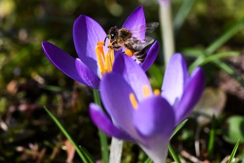 Viel Sonne und milde Werte am Tag werden in Hessen erwartet. Nachts wird es deutlich kühler mit teils frostigen Temperaturen. (S