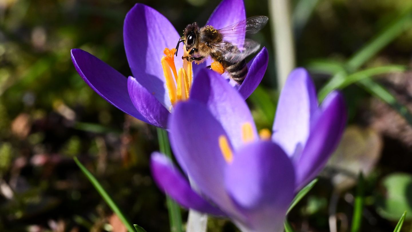 Wettervorhersage: Sonniges Wochenende in Hessen – bis zu 20 Grad erwartet