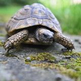 Ernst Jüngers Schildkröte