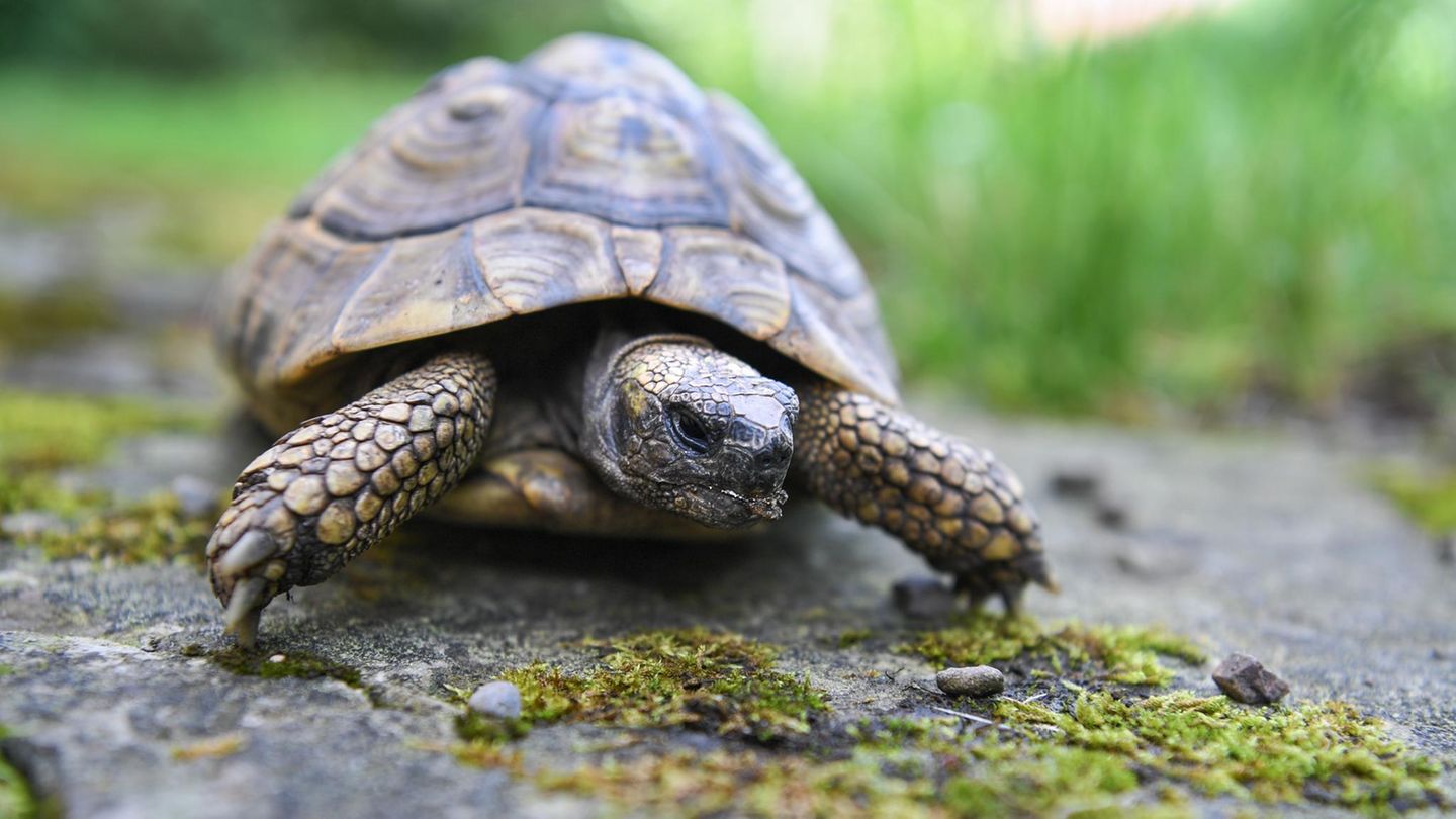 Ernst Jüngers Schildkröte