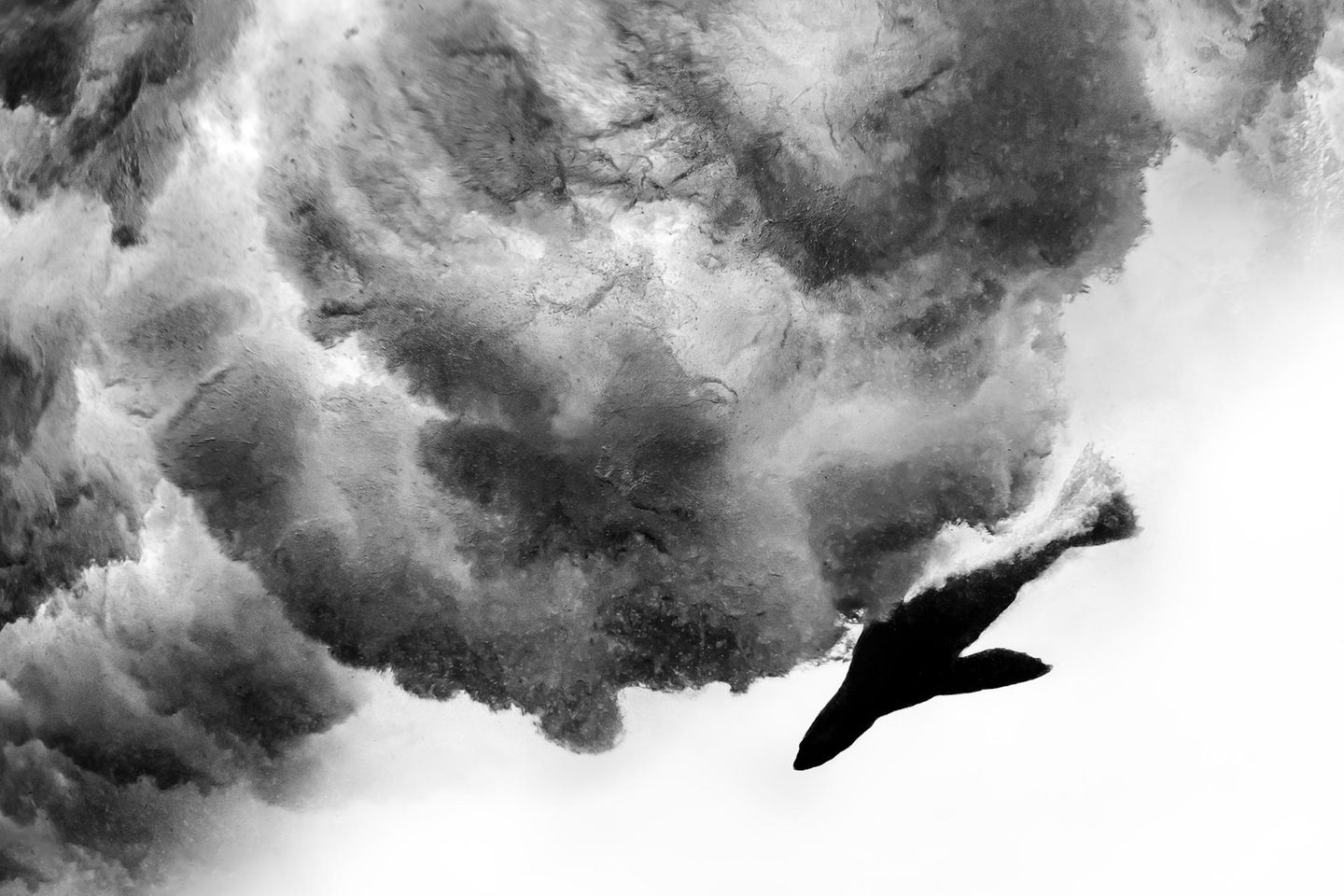 Wie Pfeile schießen die jungen Seebären durch die Brandung vor Duiker Island südlich von Kapstadt. „Es bleibt keine Zeit für den Autofokus, nur für Instinkt“, sagt Fotograf David Alpert. Fünf Jahre lang ist er zu diesem Ort zurückgekehrt, um den perfekten Moment einzufangen. Die Schwarzweiß-Aufnahme lässt Dynamik und Struktur deutlich hervortreten. Derzeit darf Alpert die Seebären auf Duiker Island nicht besuchen. In den Robbenkolonien an der Küste Südafrikas wütet die Tollwut. Wer erkrankten Tieren zu nah kommt, läuft Gefahr, angefallen zu werden.