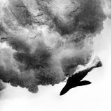 Wie Pfeile schießen die jungen Seebären durch die Brandung vor Duiker Island südlich von Kapstadt. „Es bleibt keine Zeit für den Autofokus, nur für Instinkt“, sagt Fotograf David Alpert. Fünf Jahre lang ist er zu diesem Ort zurückgekehrt, um den perfekten Moment einzufangen. Die Schwarzweiß-Aufnahme lässt Dynamik und Struktur deutlich hervortreten. Derzeit darf Alpert die Seebären auf Duiker Island nicht besuchen. In den Robbenkolonien an der Küste Südafrikas wütet die Tollwut. Wer erkrankten Tieren zu nah kommt, läuft Gefahr, angefallen zu werden.